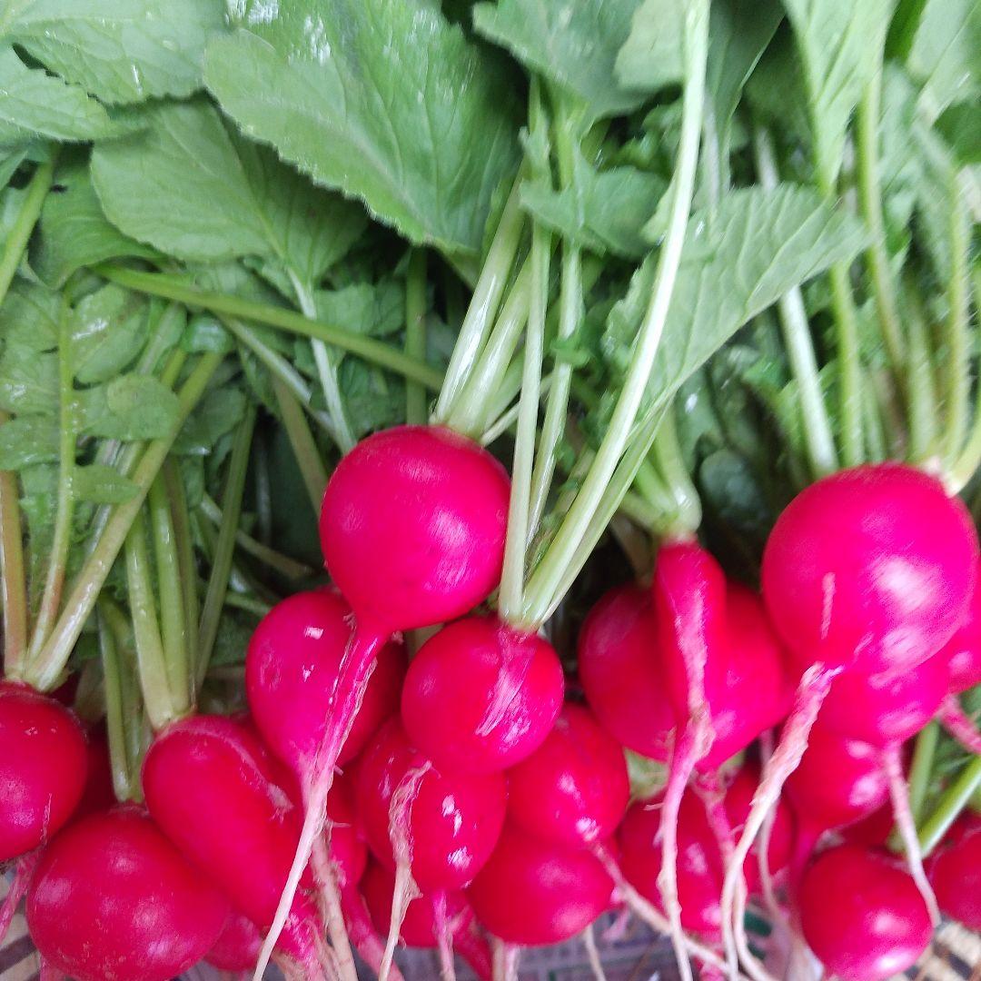 ラディッシュの葉っぱも食べよう！生野菜サラダ