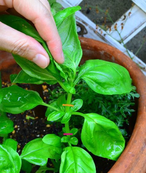 バジルの育て方種まきや植える時期は？プランターで室内栽培できる？🍀GreenSnap グリーンスナップ