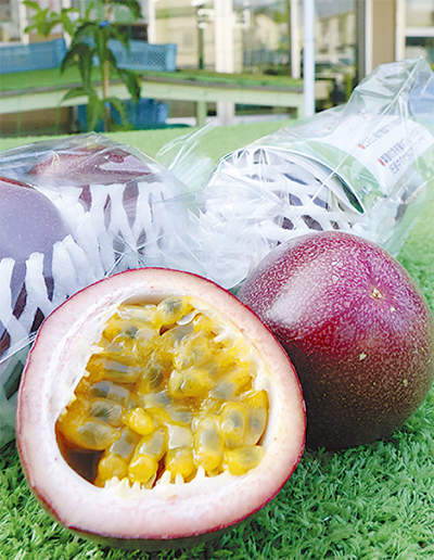 期間限定発送 福岡のブランド 国産 キウイ！甘酸っぱい！甘うぃ キウイ 約3kg 24～33玉南国フルーツ 福岡県 筑紫野市21760125福岡県筑紫野市ふるさと納税サイト「ふるさとプレミアム」