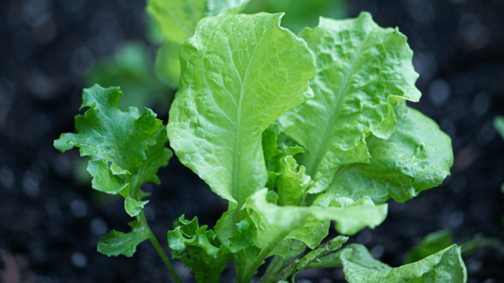 サニーレタスのプランター栽培 番外編：花と種晴れ時々趣味の園芸