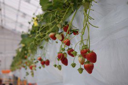 横浜でいちご狩りならthe BERRY YOKOHAMA