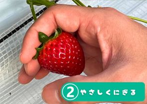 脇芽取り&ツル取り継続中 今日も曇りでハウス内過ごしやすい 常に手入れをしています さて、今年はいつ頃いちご が実り始めるかなぁ海老名市海老名市民ニュース