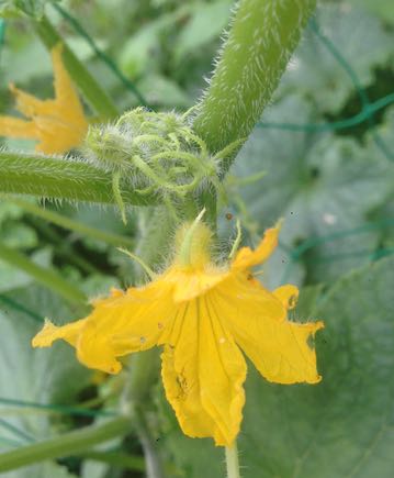 きゅうりの花が咲かない時の対処法は？開花のコツと雌花と雄花の特徴・実が大きくならない理由も解説plant-nurture.com