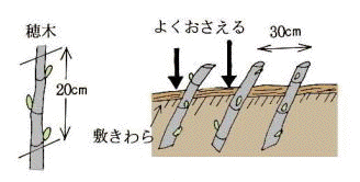 イチジク いちじく・無花果 の育て方・栽培方法野菜の育て方・栽培方法
