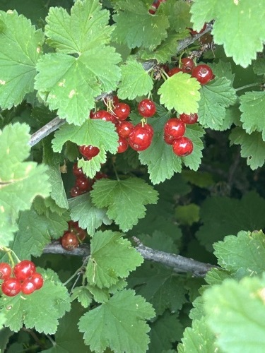 イイギリの赤い実を食べるヒヨドリ : Ｔ Ｈの野鳥写真-Ⅱ