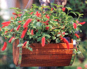 サンシキアカリファの育て方・栽培方法