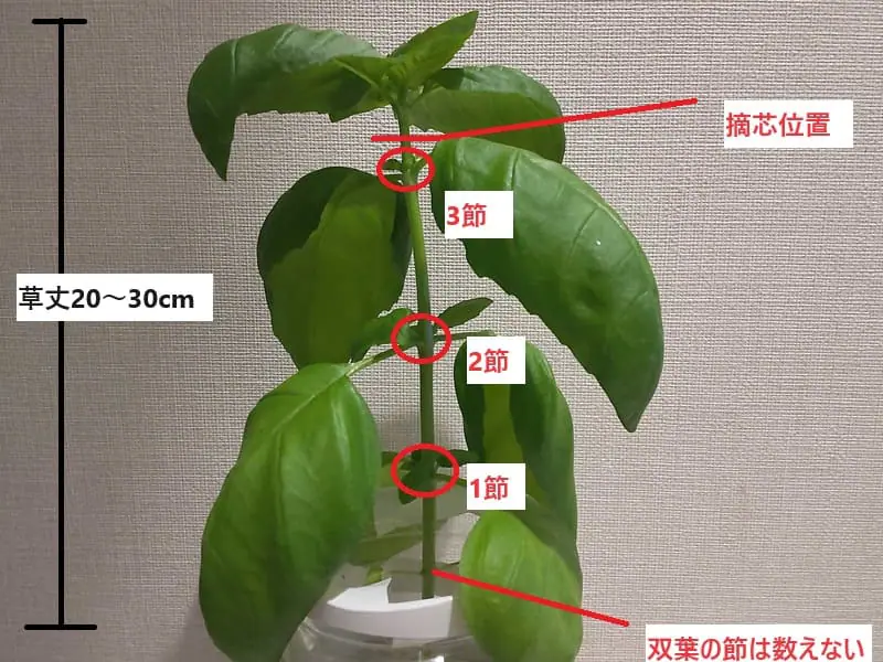 スイートバジルの育て方ベランダガーデニング入門