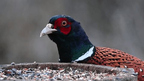 カラスとキジの食べ比べ東京でとって食べる生活