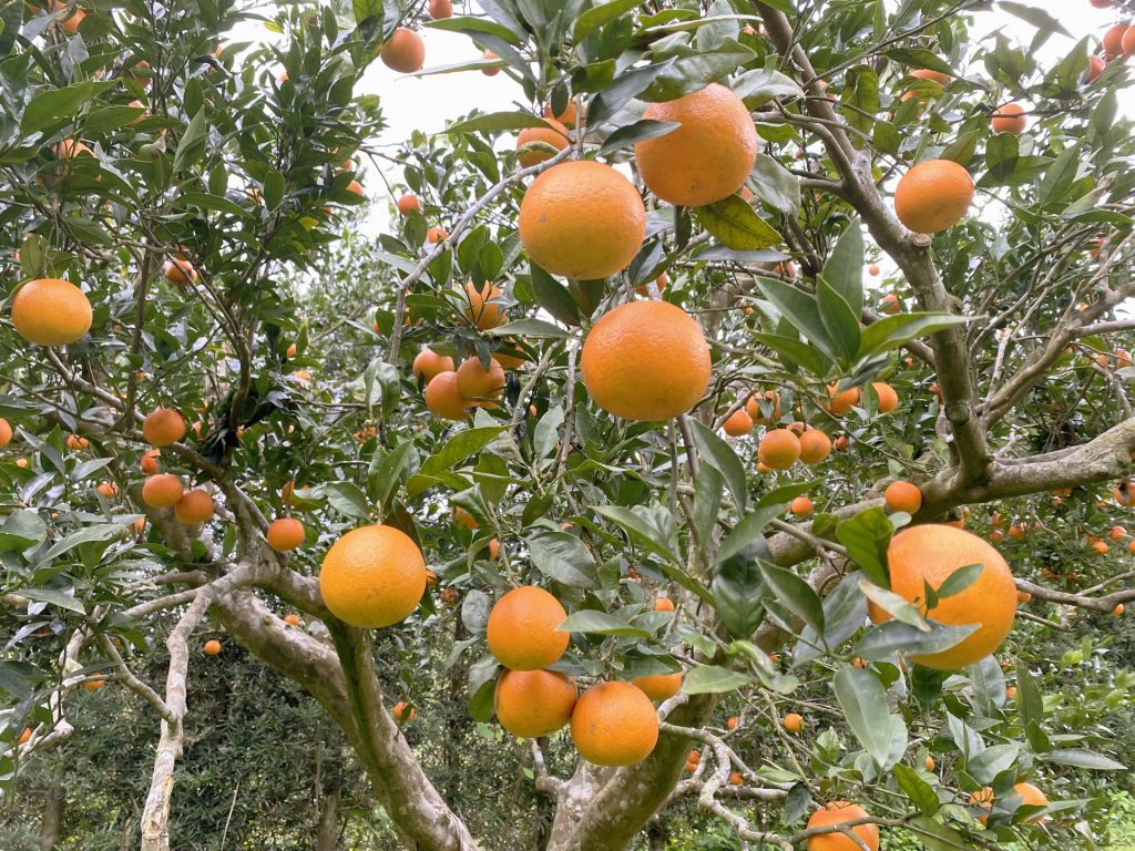 沖縄グルメ 今年も美味しい柑橘のシーズンがやってきました！』沖縄県の旅行記・ブログ by ST&Gさん フォートラベル