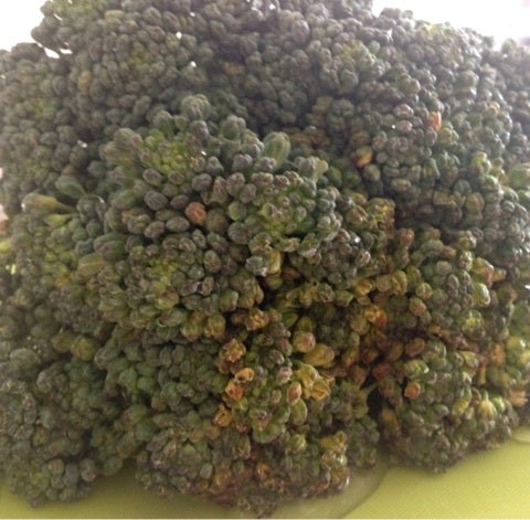 ブロッコリーが黄色い、花が咲いた 食べられる？救済レシピも伝授 - macaroni