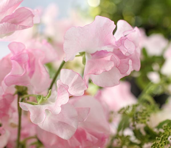 スイートピー花ブログ