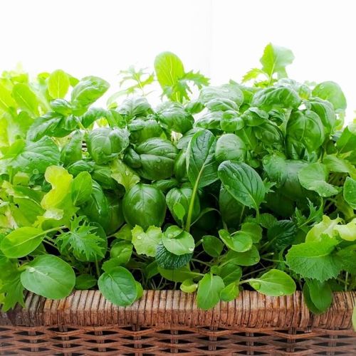 園芸初心者さんにもおすすめ！ タネからベビーリーフを育てて収穫しようGardenStoryガーデンストーリー