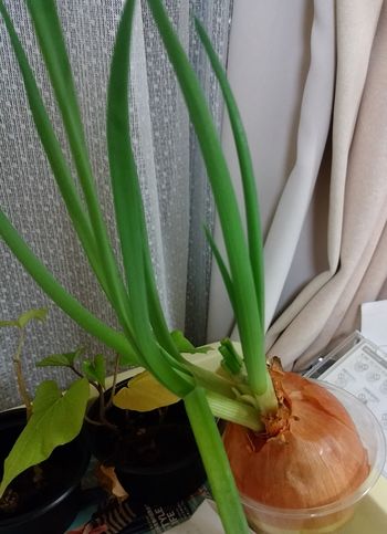 淡路島新玉ねぎ葉付きネギ味噌自然栽培固定種専門農家Awaji369farm