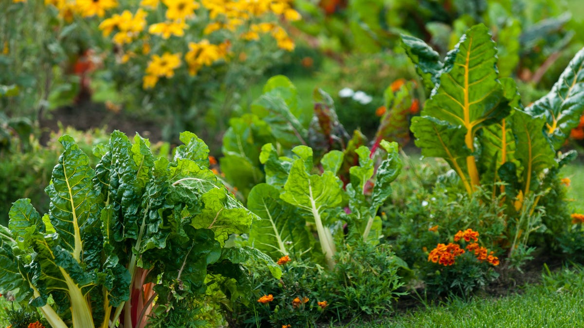 家庭菜園向けの葉野菜一覧
