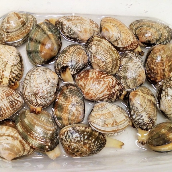 もしかしたら間違ってない？あさりの砂抜き完全マスター法食品ロス講演は美人冷蔵庫LIFE