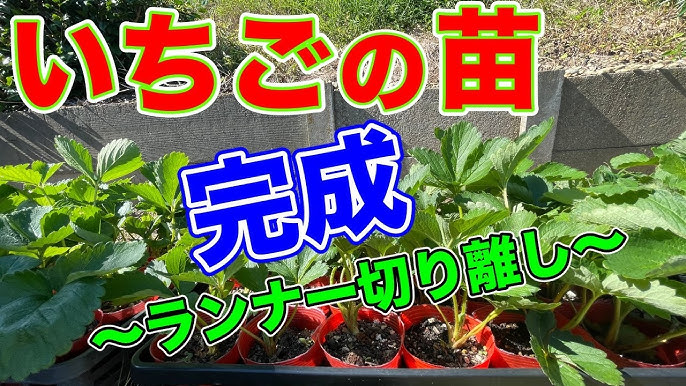 いちごの移植菜 園 場 小山農園