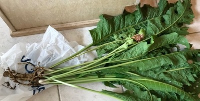 ヤバイ、ラディッシュの葉が黄色くなってきた初心者イザワンの家庭菜園奮闘記