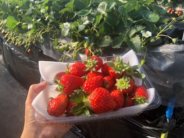 いちご狩り・いちご直販は深作農園茨城県鉾田市のいちご農園いちごシーズンは直売所で採れたていちご豊富にご用意 12月中旬～5月初旬取扱