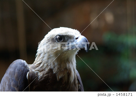 フィリピンワシ：フィリピンの誇りと国鳥 - 日本および世界中のフィリピン人のオンラインコミュニティ