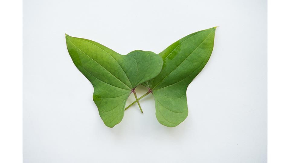 自然薯の品質を葉っぱで見分ける ２ : ベランダ農園 ダッシュ村