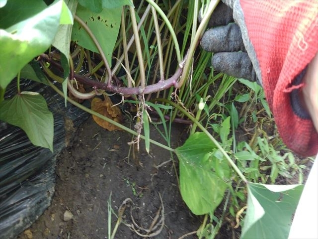 サツマイモ 収穫した後の『ツル』、また来年、再利用できるので捨てるのはもったいないです