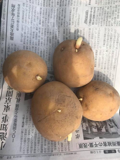 芽が出たジャガイモは捨てる？食べてしまった時の対処法も解説 – 北海道・十勝 須田農場