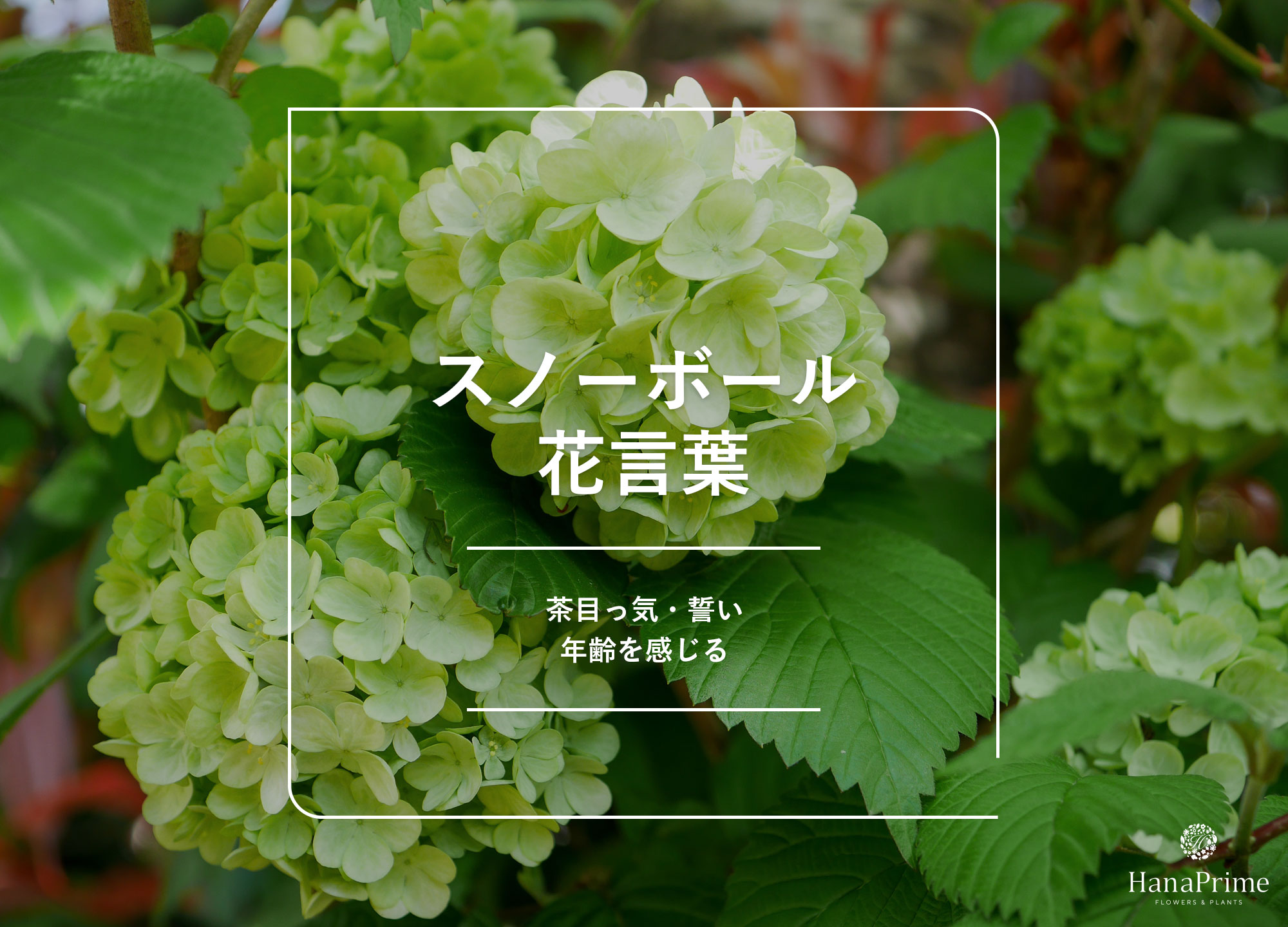 No.409 キウイ 花言葉：ひょうきん・生命力・豊富 : なおかつ フォトエッセイ