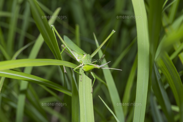 ショウリョウバッタ 食べ物まとめ 自然界の草から代用野菜まで詳しく解説 - 5ro5roblog