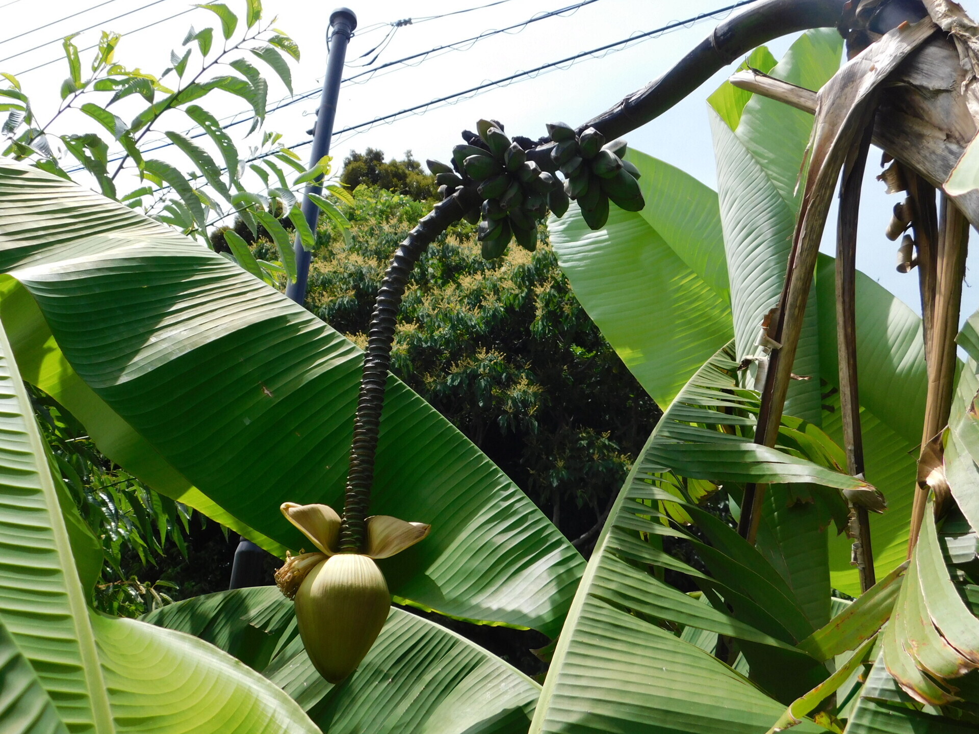 芭蕉の実と鮎飯 - 鹿児島の自然と食
