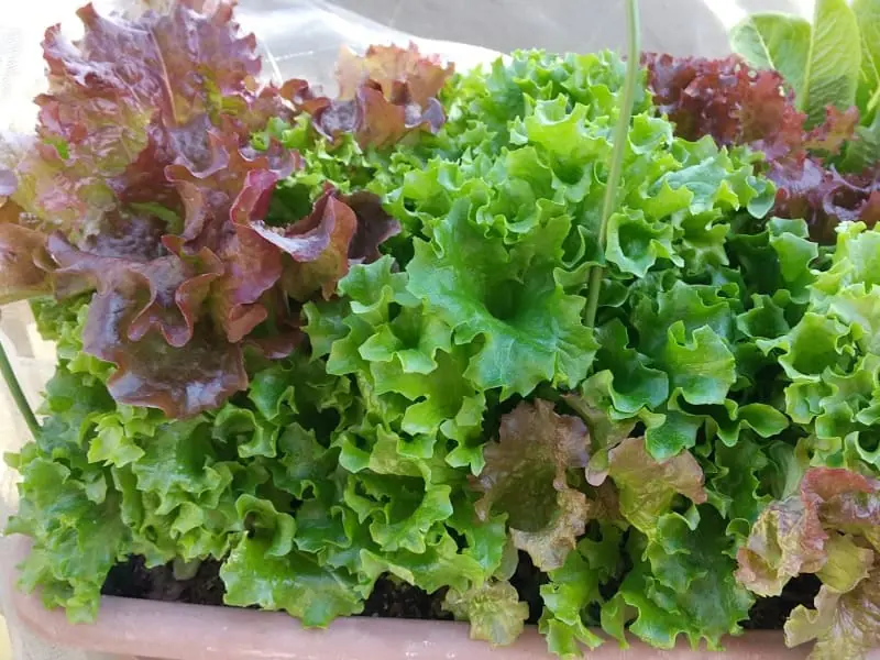 ベビーリーフ プランター編 - 園芸特集 - 株式会社 東 商