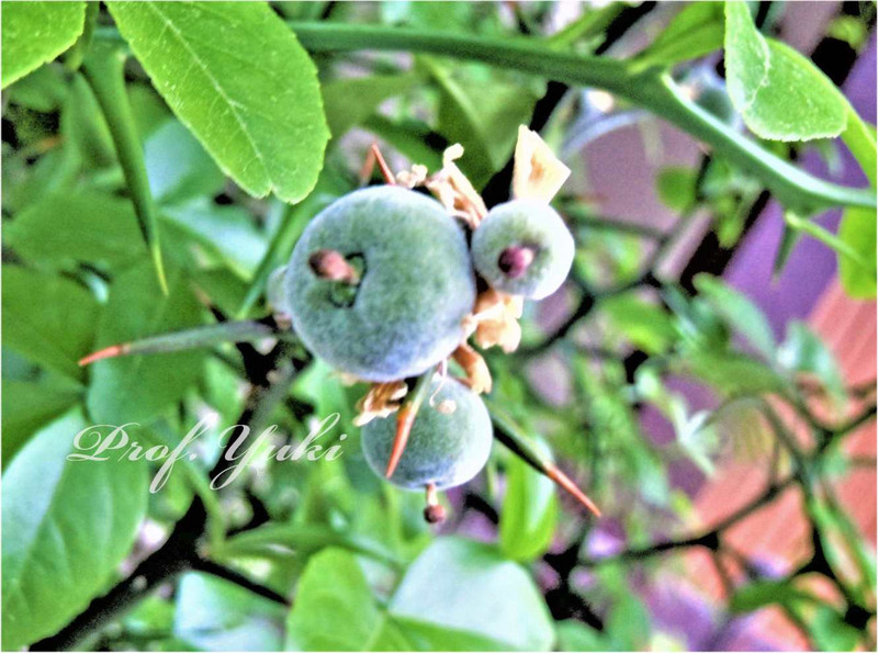 カラタチ - 庭木図鑑 植木ペディア