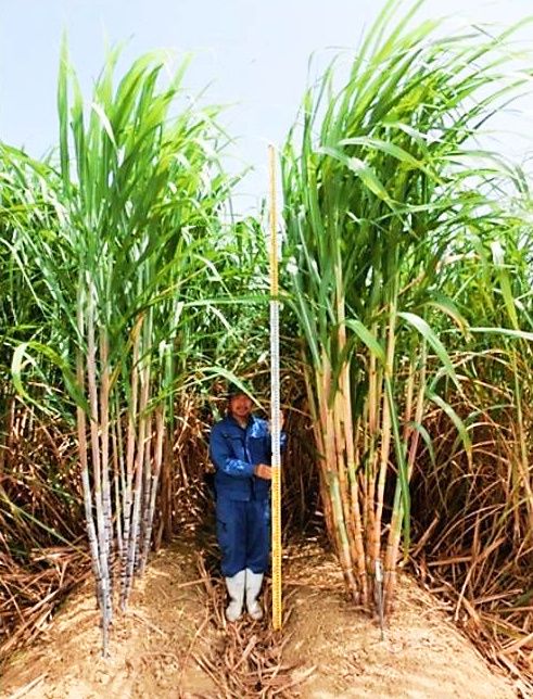 援農者迎えキビ収穫 久米島沖縄タイムス＋プラス