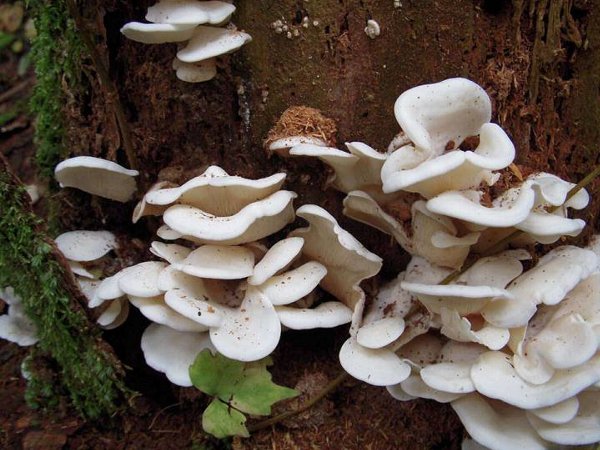 □ 白いキノコ ３種 19.7.19ドクツルタケ、シロハツ、イヌセンボンタケ: 舞岡公園の自然２