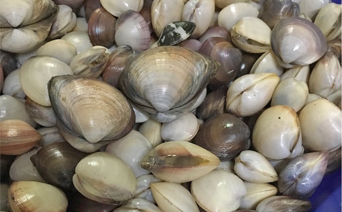 ホンビノス貝の食べ方ガイド。おすすめレシピやはまぐりとの違いを紹介ほほえみごはん-冷凍で食を豊かに-ニチレイフーズ