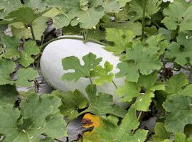 冬瓜 収穫タイミング悩む ウリ-トウガン