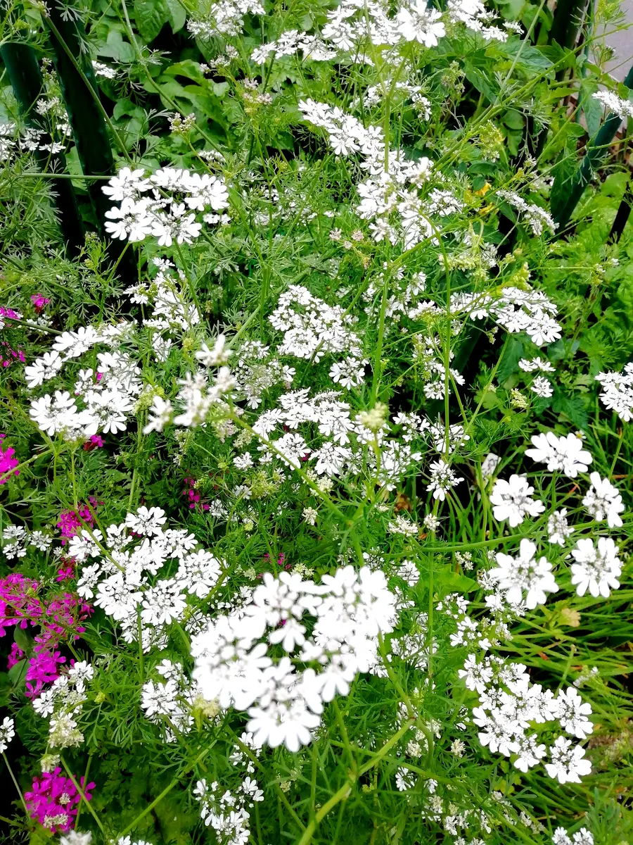 パクチーって生で食べられますよね？ - あと、白い花が咲いているものも混ざ- Yahoo!知恵袋