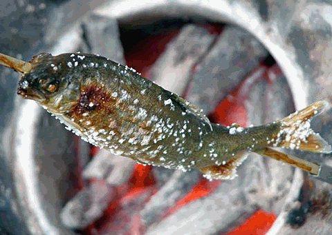 鮎の塩焼きのきれいな食べ方動画。グリルで上手に焼く方法も解説