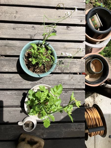 水耕栽培 - YouTube