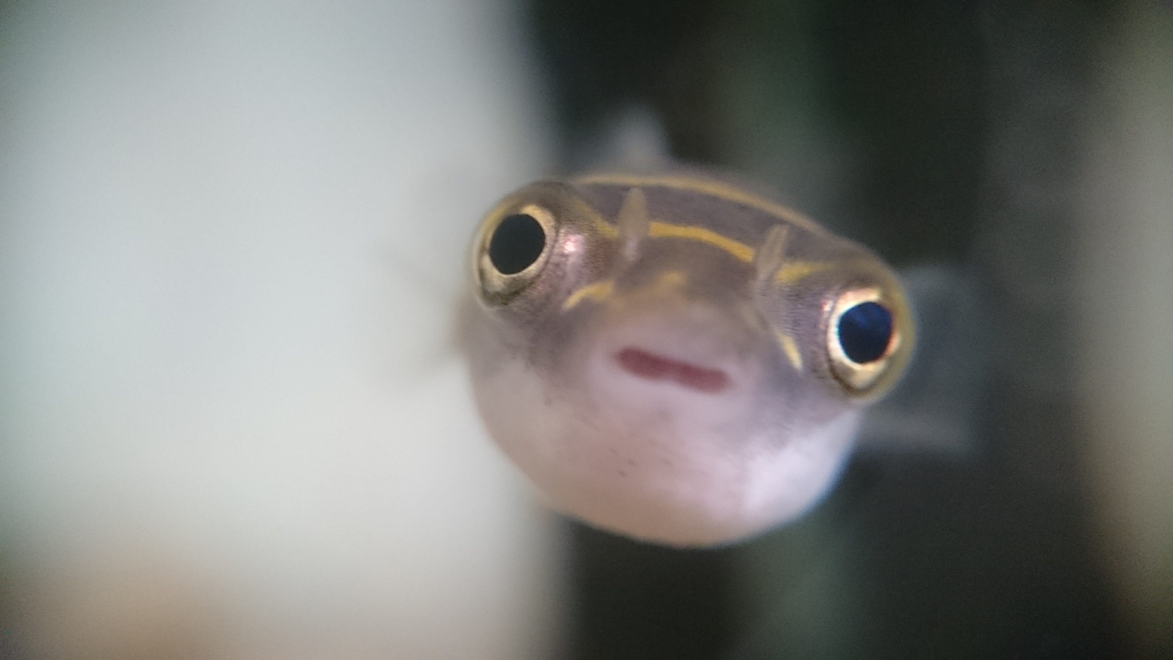 ミニふぐくコ：彡のブログ