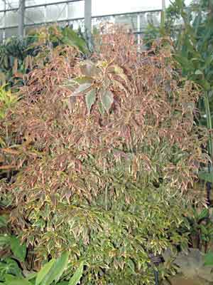 アカリファ Acalypha spp. の育て方色々な育て方の情報 育て方ボックス