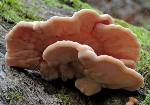 マイタケのカサ裏に『白いボツボツ』 意外な正体に「知らなかった」 – grapeグレイプ