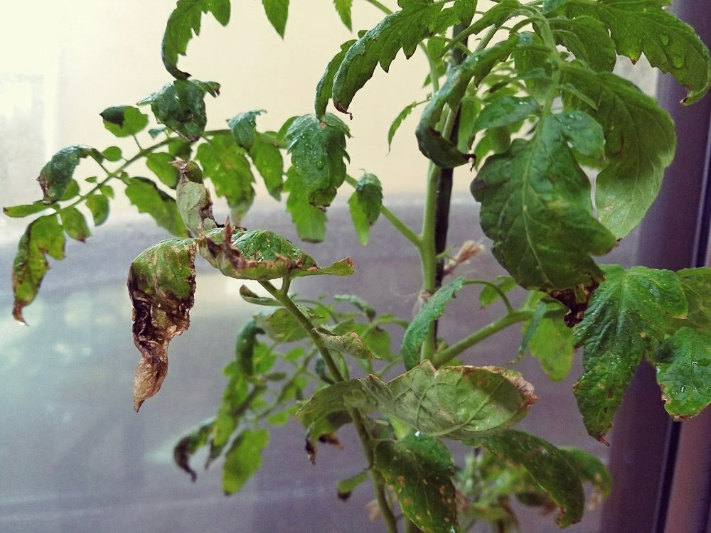 スイスチャード フダンソウ の水やり頻度や時間帯は？野菜の育て方・栽培方法