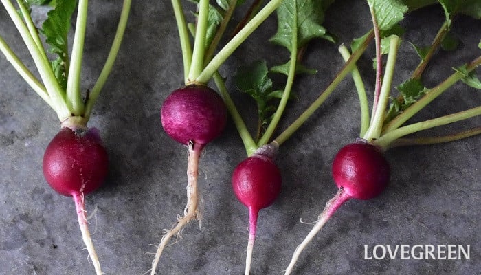 ラディッシュってどんな野菜？保存方法やおすすめの食べ方をご紹介デリッシュキッチン