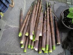 ハチク 淡竹 はちく ＜ 筍 たけのこ ：旬の野菜百科