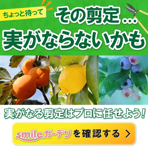 レモンの収穫Ironman Kailua-Kona, Hawaii