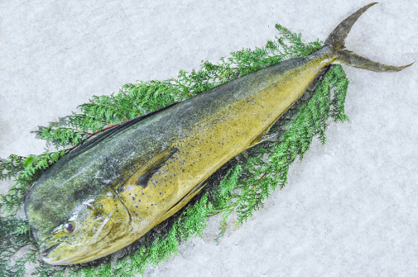 特集 厄介者の大型魚“シイラ” 価格急騰で一転、漁師「シイラ様」に 海外では高級魚、円安で輸出増加温暖化で県内漁獲量も増加 2024年9月12日掲載 日テレNEWS NNN