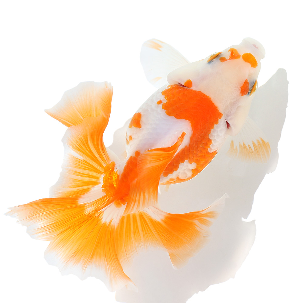 ヒレ魚の世界✨PADI-IDCカレントブルーSTYLE