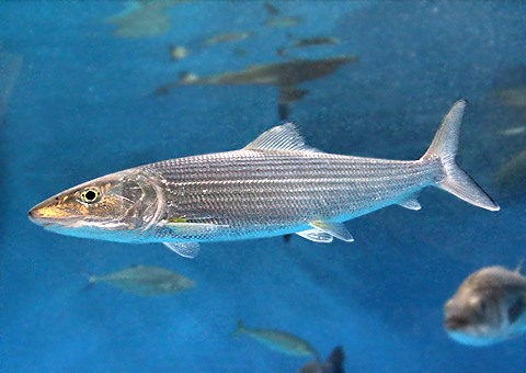 ソトイワシのイラスト素材95349729- PIXTA