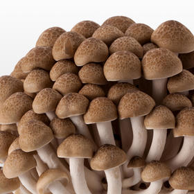 しめじ シメジ ブナシメジ 本しめじ