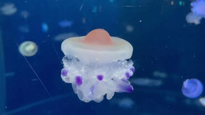 目玉焼きクラゲやマッチョ玉虫？目が釘付けの人気シリーズ最新作！『へんないきものもよう』絵本ナビスタイル